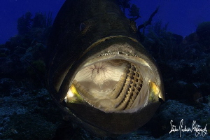 Quite the yawn from this Black Grouper at Blue Pride Reef... by Steven Anderson 